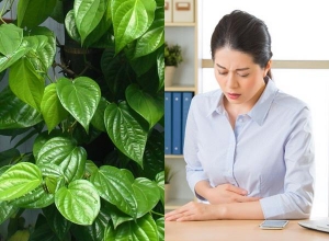 Hiệu quả từ cách chữa dạ dày bằng lá trầu không bạn đã biết chưa?